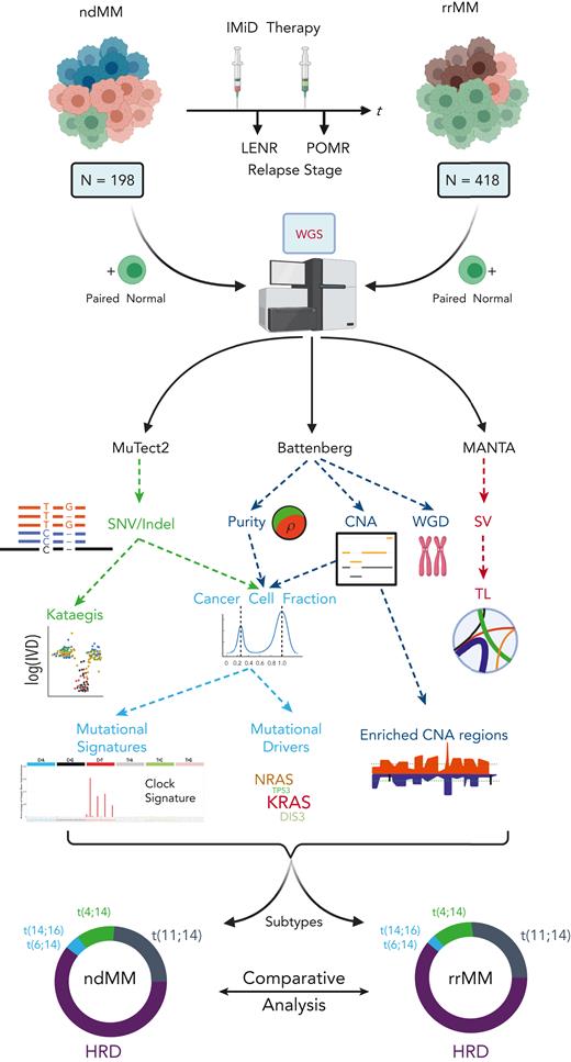 Overview of collection, processing, and analysis of the WGS data along with the comparative analysis strategy in detecting genomic events associated with the relapse/refractory stage of MM. Myeloma tumors not belonging to HRD and IGH translocation subtypes are not represented in the circular proportion plots. HRD, hyperdiploid; TL, translocation; WGD, whole-genome duplication.