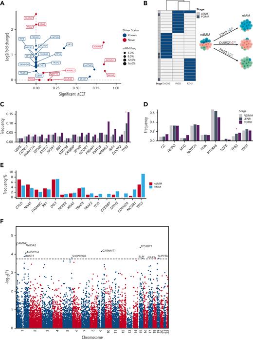 Differential enrichment of mutational drivers in rrMM and its IMiD therapy–defined subgroups. (A) Enrichment analysis of all mutational drivers based on coding mutations. Each driver was compared between rrMM and ndMM cohorts for a significant enrichment in CCF (x-axis) and increase in the prevalence quantified by log2 value of the fold-change (y-axis) in rrMM. Drivers with no statistically significant increase in CCF were assigned a ΔCCF value of 0 (situated on the y-axis). Drivers with no enrichment for either CCF or prevalence are not shown. Genes previously detected in ndMM as drivers2 are shown in blue and genes detected only in the rrMM cohort are shown in red. The size of each point reflects the prevalence of each driver in the rrMM cohort. (B) Mutual exclusivity of the 3 novel drivers, which are virtually unique to patients with rrMM (with no difference in prevalence between LENR and POMR), suggesting alternative evolutionary trajectories to therapeutic resistance. (C) Therapy stage subgroup analysis showed significant enrichment of TP53 from newly diagnosed to lenalidomide resistant to pomalidomide resistant stages based on the proportion trend test (P < .05; red asterisk). Driver genes are ordered based on significance of the proportion trend test with most significant trends on the right-hand side. (D) Per-pathway analysis shows depletion and enrichment of mutations in canonical cancer pathways from newly diagnosed to lenalidomide resistant to pomalidomide resistant stages. The RTKRAS and TP53 pathway showed significant negative and positive cline based on the proportion trend test. (D) Frequency barplot of biallelic drivers in rrMM and ndMM. Biallelic is defined as LOH (ie, copy loss) along with a nonsilent mutation or homozygous deletion. Driver genes are ordered left to right based on the frequency difference between rrMM and ndMM in ascending order. (E) Manhattan plot for a genome-wide scan of mutational drivers based on noncoding somatic variant clustering. The genome was divided into nonoverlapping bins of 100 kb and the rate of somatic mutation in each was compared between the rrMM and ndMM cohorts based on a Fisher exact test, and the –log10 of the corresponding P value was plotted. The dotted horizontal line represents the genome-wide significance threshold (FDR < 0.05). Ten bins showed significant enrichment of noncoding somatic variants in rrMM. Each significant signal is annotated with the name of the most likely gene targeted in each bin. Asterisk denotes statistically significant enrichment (P < .05). LOH, loss of heterozygosity.