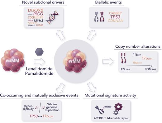 Major findings from the novel study by Ansari-Pour et al include the discovery of novel abnormalities associated with refractoriness to IMiDs and significant changes in the recurrence of high-risk alterations from diagnosis to relapse. Professional illustration by Somersault18:24.