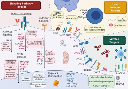 Therapeutic targets in cutaneous T-cell lymphoma. Genes recurrently affected by gain-of-function genomic variants (red) or loss-of-function variants (blue) are shown with each altered pathway.