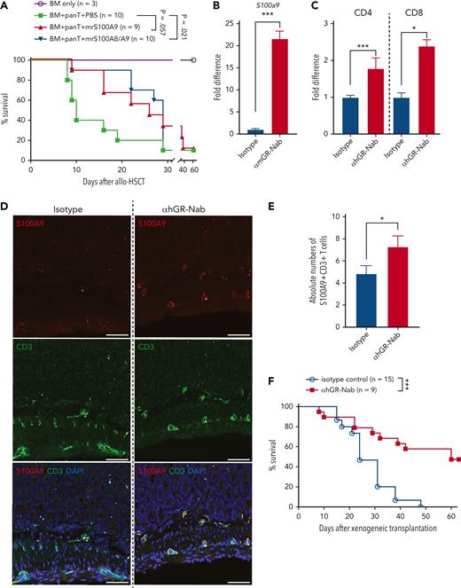 Recombinant S100A9 proteins or upregulation of S100A9 by treatment of anti-IFNGRα antibodies reduce GVHD by altering donor cell trafficking. (A) Survival rate of mice treated with recombinant murine S100A9 with or without S100A8 proteins (1 μg/injection starting on day 0, 5 times per week for 2 weeks), after allo-HSCT. (B) T cells obtained from C57BL/6 were cocultured with irradiated (2000 rad) whole splenocytes obtained from Balb/c in the presence of αmGR-Nab (10 μg/mL) or isotype control (10 μg/mL). After 6 days of coculture, mRNA was isolated and the expression of S100a9 was determined by real-time PCR. (C) Human PBMCs were stimulated with a CD3/CD28 activator and LPS (100 ng/mL) in the presence of αhGR-Nab (10 μg/mL) or isotype control (10 μg/mL). After 4 days, CD4 and CD8 T cells were sorted by flow cytometry and mRNA was extracted from them. The expression of S100A9 was determined by real-time PCR. (D-F) Xenogeneic cell transplantation was performed as follows. 5 × 106 human PBMCs were transplanted on day 0 into sublethally irradiated (250 cGy at day −1) NSG recipient mice. αhGR-Nab (200 μg/injection) was administered on days 0, 3, 7, and 10. (D) On day 14 after xenogeneic cell transplantation, intestines were harvested, and immunofluorescence staining was performed with anti-human S100A9 (red) and CD3 (green). DAPI was used for counterstaining (blue). (E) The absolute numbers of S100A9+CD3+ T cells in mm2 of the small intestines are shown. (F) Survival rate after xenogeneic cell transplantation. Shown is a pool of 2 independent experiments. The scale bar represents 50 μm. ∗P < .05 and ∗∗∗P < .001. The error bars for panels B-C and F are represent the mean ± standard deviation and mean ± SEM, respectively. mRNA, messenger RNA; PCR, polymerase chain reaction; SEM, standard error of the mean.