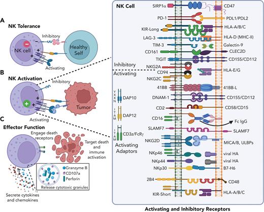 NK cell responses are determined by the balance of signals received through activating and inhibitory receptors. (A) NK cells sense healthy self-tissues through interactions between KIR and MHC-I molecules, which inhibit NK cell killing. (B) Malignant or virally infected cells upregulate stress ligands recognized through NK activating receptors, which can trigger killing. In the event that infected or transformed cells downregulate MHC-I, NK cells kill via missing-self response. (C) NK cells can induce apoptosis by releasing perforin and granzyme-containing granules or engaging death receptors on target cells; in addition, NK cells produce immune modulating cytokines and chemokines upon activation. (Inset) main activating and inhibitory receptors expressed by NK cells and their ligands, present on target cells. KIR-Long contain intracellular immunoreceptor tyrosine-based inhibitory motifs whereas KIR-Short lack intracellular immunoreceptor tyrosine-based inhibitory motifs and instead associate with membrane adapters with activating motifs.
