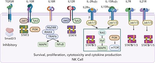 Constitutively expressed cytokine receptors on NK cells. Common gamma chain (γc) receptors constitutively expressed by NK cells include intermediate affinity IL-2/IL-15 (βγc) receptor. High-affinity IL-15Rα is presented in trans by other cell types. CD56bright NK cell subsets constitutively express high-affinity IL-2Rα and IL-7R, CD56dim NK cells upregulate these receptors upon activation. IL-12R is constitutively expressed and required for adaptive memory responses. TGFβR inhibits IL-15R signal transduction and significantly alters NK cell phenotype and effector functions.