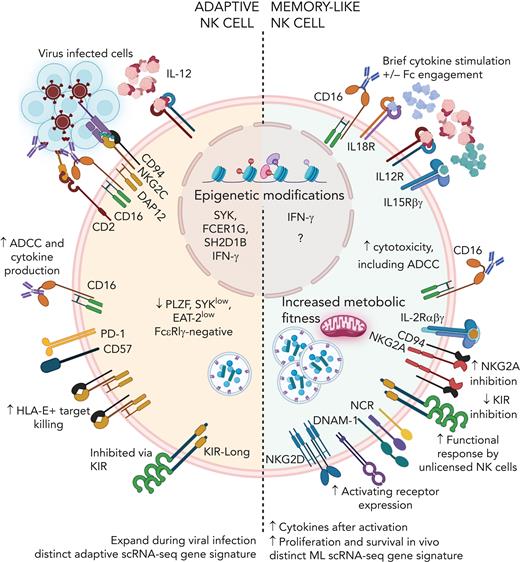 Adaptive and cytokine-induced memory-like NK cells. Adaptive and cytokine-induced memory-like NK cells are distinct memory NK cell types. Adaptive NK cells are induced after viral infection and demonstrate enhanced responses to antibody-mediated activation, and they proliferate robustly after subsequent virus exposure. Memory-like NK cells are induced through IL-12, IL-15, IL-18 and with the addition of CD16 engagement. Memory-like NK cells demonstrate enhanced cytokine production and killing in response to multiple stimuli, including Fc-receptor ligation, activating receptor ligation, and cytokine receptor activation.