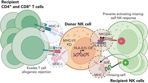 Strategies for stealth NK cell products. Approaches that limit T-cell responses to donor allo-antigens, specifically MHC-I, make NK cell products susceptible to recipient NK cell killing via missing-self responses. Current strategies include knocking out MHC-I and overexpressing nonclassical MHC-I molecules to protect donor NK cells from recipient lymphocyte-mediated rejection.