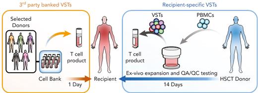 Rapid availability and cost-effectiveness of B-VSTs vs recipient-specific VSTs. B-VSTs from a small number of donors are expanded in vitro and cryopreserved as a bank. They can be thawed and used immediately for multiple recipients. By contrast, recipient-specific VSTs that are manufactured from the HSCT donor, require up to 4 weeks or longer to complete manufacture and quality assurance/quality control (QA/QC) testing and are used only for a single recipient.