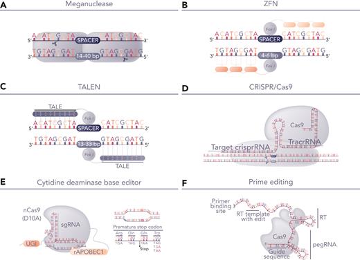 Genome-editing platforms for T-cell modification. (A-D) Editing tools for highly specific dsDNA cleavage comprise either protein-based DNA recognition molecules including (A) homing endonucleases (meganuclease), (B) zinc finger nucleases, (C) TALENs, (D) RNA-guided nucleases exemplified by CRISPR/Cas9. After DNA cleavage, repair by nonhomologous end joining offers the prospect of gene-knockout with indel signatures and alternative homologous repair based repair, which can be exploited for site-specific transgene insertion. The latter requires delivery of template DNA flanked by homology arms and allows placement of CAR genes under the transcriptional control of endogenous transcriptional machinery. Alternatively, (E) base editors use nickase-restricted Cas9 variants, fused to cytidine deaminase or adenosine deaminase for highly targeted C>T or A>G base conversion. Cytidine base editor (CBE) has been used for multiplexed gene knockout, avoiding translocations usually encountered following nuclease activity. (F) Emerging prime editing offers the prospect of gene editing through localized template repair by fusing reverse transcriptase to deactivated Cas9. dsDNA, double-stranded DNA.