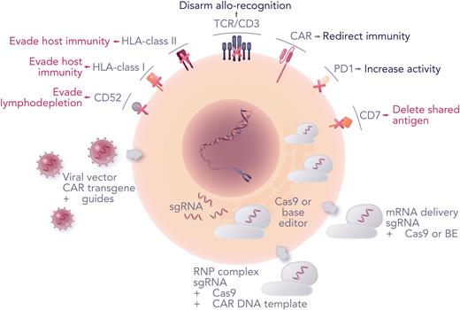 Advanced engineering strategies. Combining CAR transfer with genome editing offers the prospect of enhanced CAR T cells. Viral vector CAR transduction has been combined with co-expressed guide RNAs and electroporation of mRNA coding for Cas9 or base editor (BE). Alternatively, Cas9/guide RNP complexes offer efficient editing, and a route to site-specific transgene insertion by homologous recombination if a suitable CAR template is provided. Other advances include the ability to remove shared antigens such as CD7 that would otherwise result in T-cell fratricide during manufacture, and simultaneous manipulation of checkpoint pathways to address exhaustion and promote activity.
