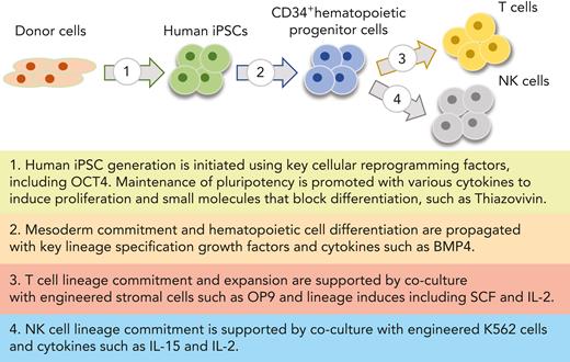 Off-the-shelf hematopoietic cell products derived from renewable engineered pluripotent cell lines. Schematic of the overall approach to generate iNK and iT cells from engineered iPSCs. Figure generated using BioRender.