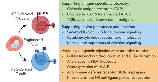 Gene edits for enhancing iPSC-derived NK and T cell function. Strategies for enhancing cytotoxic function, supporting persistence, and avoiding alloreactivity through genetic engineering in the generation of iPSC-derived NK and T cells.