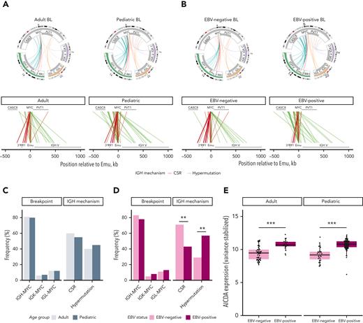 Structural variations involving MYC in BL. Translocations between the MYC locus (chromosome 8) and the IGH (chromosome 14), IGK (chromosome 2), or IGL (chromosome 22) loci in tumors with IG-MYC breakpoints detected from WGS (N = 212). The subset of IGH-MYC breakpoints with high-confidence breakpoint positions identified are colored on the basis of their category, as determined by location within IGH (red = CSR, or blue = SHM). Bar charts on the lower left display the frequency of IG-MYC breakpoints (left) and IGH breakpoint category (right). The lower part of A and B linearly depicts IGH-MYC rearrangements colored by breakpoint category. (A) Adult (N = 80) and pediatric (N = 132) samples are shown separately. (B) EBV-negative (N = 103) and EBV-positive (N = 109) samples are shown separately. The inferred IGH breakpoint category frequencies stratified by age (C) and EBV status (D) were subjected to a Fisher exact test (∗∗P < .01). (E) AICDA expression in adult and pediatric BL tumors separated by EBV status (Wilcoxon rank sum test; ∗∗∗P < .001). AICDA, activation-induced cytidine deaminase; CSR, class-switch recombination; IGH, immunoglobulin heavy chain; IGK, immunoglobulin light chain kappa; IGL, immunoglobulin light chain lambda; SHM, somatic hypermutation.