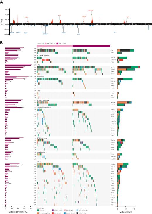 Significantly mutated genes in BL. (A) Cumulative representation of recurrent copy number aberrations across BL and DLBCL identified by Genomic Identification of Significant Targets in Cancer, version 2.0 (GISTIC2.0) (default Q value threshold). (B) EBV-positive (N = 118) and EBV-negative (N = 112) BL tumors are shown separately, and each set of genes associated with a specific pathway is separately ordered to highlight mutual exclusivity. Mutations are colored on the basis of their predicted consequence, and the frequency of each variant type is tallied in the bar plots on the right. Focal gains and deletions were defined as those <1 Mbp. Mutation prevalence in EBV-positive (N = 118) and EBV-negative (N = 112) cases was subject to a Fisher exact test with Bonferroni correction and is shown in the bar plots on the left. ∗Q < 0.1, ∗∗Q < 0.05, and ∗∗∗Q < 0.01.