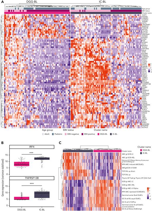Genetic subgroups of BL are associated with unique transcriptomic patterns. (A) The heat map displays the 71 differentially expressed genes between subgroups, with rows representing differentially expressed genes and columns representing samples. Rows and columns are clustered on the basis of Pearson correlation. The top annotations indicate subgroup membership, EBV status, age, and sex. Although the separation is incomplete, when clustered on these genes, most DGG-BL cases cluster to the left, whereas most IC-BL cases cluster to the right. (B) Variance stabilized expression of IRF4 and TNFRSF13B, the genes with the strongest differential expression between DGG-BL and IC-BL. Expression values are along the y axis, with subgroup membership indicated along the x axis. Expression values are stratified on the basis of subgroup membership, with IC-BL exhibiting significantly elevated expression of both IRF4 and TNFRSF13B (∗∗∗∗P < .001; Wilcoxon rank sum test). (C) Heat map representing the hierarchical clustering of gene sets obtained from the signatureDB database. Samples are clustered and ordered on their expression of genes within each gene set. Rows represent the gene sets, and columns represent samples. Rows and columns are clustered on the basis of euclidean distance measure.