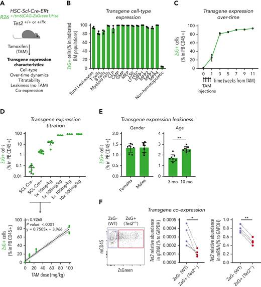 Generation of an inducible hematopoietic genetic mosaicism mouse model of Tet2+/−-driven clonal hematopoiesis. (A) Schematic representation of tamoxifen (TAM)–inducible, dose-dependent, and hematopoietic-specific genetic mosaicism mouse model of Tet2+/−-driven clonal hematopoiesis. (B) Percentage of ZsG+ cells in indicated BM populations 4 weeks after exposure to 5 consecutive TAM injections at 100 mg/kg (n = 3): common lymphoid progenitors (CLPs), common myeloid progenitors (CMPs), granulocyte-macrophage progenitors (GMPs), megakaryocyte-erythrocyte progenitors (MEPs), lineage– Sca-1+ c-Kit+ (LSK), long-term hematopoietic stem cells (LT-HSCs), multipotent progenitors 1 to 4 (MPP1-4), and nonhematopoietic cells. (C) Longitudinal quantification of the percentage of ZsG+ in peripheral blood (PB) CD45+ cells after exposure to 5 consecutive TAM injections at 100 mg/kg (n = 3). (D) Percentage of ZsG+ in PB CD45+ cells 4 weeks after exposure to indicated TAM doses (n = 3) (top). Correlation between the percentage of PB ZsG+ CD45+ cells and the amount of TAM injected. Pearson correlation coefficient (r), P value, and linear equation are indicated (n = 29) (bottom). (E) Percentage of ZsG+ CD45+ cells in the absence of TAM injection (n = 7-8), in female or male adult mice (left); in 3-month-old (3 mo) or 10-month-old (10 mo) mice (right). (F) Representative dot plot of ZsG– wild type (WT; purple box) and ZsG+Tet2+/− (red box) (left). Quantification of Tet2 gene abundance in genomic DNA (gDNA) from ZsG– (WT) and ZsG+ (Tet2+/−) CD45+ cells (n = 4) (right). Quantification of Tet2 gene abundance in complementary DNA from ZsG– (WT) and ZsG+ (Tet2+/−) CD45+ cells (n = 4). ∗P < .05, ∗∗P < .01 by unpaired (E) and paired (F) t-test. Error bars represent standard error of the mean. GAPDH, glyceraldehyde-3-phosphate dehydrogenase.