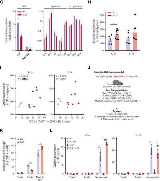 Hematopoietic Tet2+/− clonal expansion rate increases in aged mice and associates with increased IL-1 BM levels. (A) Experimental design. (B) Longitudinal quantification of the percentage of PB CD45+ WT ZsG+ (n = 6; purple line) and CD45+Tet2+/− ZsG+ (n = 7; red line) cells over 1 year after TAM induction. (C) Representative fluorescence-activated cell sorting plot of ZsG expression on PB CD45+ cells in 12-month-old WT and Tet2+/− mice. (D) Percentage of WT (n = 6) or Tet2+/− (n = 7) ZsG+ cells in PB T cells, B cells, myeloid cells, erythrocytes, and platelets. (E) Percentage of WT ZsG+ (n = 6) and Tet2+/− ZsG+ (n = 7) on indicated BM populations. (F) Monthly expansion rates of PB CD45+ WT ZsG+ (n = 6) and CD45+Tet2+/− ZsG+ (n = 7) populations at indicated time intervals. (G) Gene expression levels of indicated genes in WT ZsG+ (n = 3) and Tet2+/− ZsG+ (n = 3) in total BM white blood cells, 1 year after TAM induction. (H) IL-1α and IL-1β protein levels in BM lysates of WT (n = 6) or Tet2+/− (n = 7) mice, 1 year after TAM induction. (I) Correlation between BM IL-1α/IL-1β levels and the percentage of BM Tet2+/− ZsG+ cells (n = 11). Pearson correlation coefficient (r) and P values are indicated. Dark red dots indicate mice from Figure 1B; light red dots indicate additional mice with low Tet2+/− ZsG+ fractions. (J) Experimental design. (K) Fraction of T cells, B cells, or myeloid cells in WT (ZsG–; n = 3) or Tet2+/− (ZsG+; n = 3) BM CD45+ cells. L. IL-1α (left) and IL-1β (right) protein levels in the conditioned media (CM) of sorted WT and Tet2+/− T cells, B cells, and myeloid cells without or with LPS exposure (n = 3). Data are a pool of at least 2 independent experiments for all graphs, except J through L. ∗P < .05, ∗∗P < .01, ∗∗∗P < .001, and ∗∗∗∗P < .0001 by unpaired t-test (B, E–H, and K) or by 1-way analysis of variance with Tukey correction (L). Error bars represent standard error of the mean. GAPDH, glyceraldehyde-3-phosphate dehydrogenase; ns, not significant.