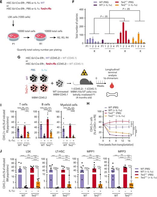Tet2+/− HSPCs maintain higher proliferative and repopulation capacity than WT in response to long-term IL-1α. (A) Experimental design. (B) Number of total white blood cells in BM (2 femurs and 2 tibias) of WT and Tet2+/− mice exposed to PBS or IL-1α (n = 4-5). (C) Percentage of indicated BM populations in WT and Tet2+/− mice exposed to PBS or IL-1α (n = 4-5). (D) Representative fluorescence-activated cell sorting plot of cell cycle analysis of indicated populations; percentage per quadrant is indicated. Percentage of indicated BM populations in G0, G1, or S-G2-M phases of cell cycle from WT and Tet2+/− mice exposed to PBS or IL-1α (n = 4-5). Statistical analysis performed for G0 stage. (E) Experimental design. (F) Quantification of total colony numbers after plating (P)/replating (R) of WT and Tet2+/− LSK/total cells in methylcellulose after initial exposure to PBS or IL-1α (n = 3). (G) Experimental design. (H) Longitudinal quantification of percentage of donor-derived PB CD45.2+ WT and CD45.2+Tet2+/− from mice exposed to PBS or IL-1α in a 50:50 BM competition in vivo setting with untreated CD45.1 WT BM cells (n = 6-7). (I) Percentage of CD45.2+ cells in indicated PB and BM (J) populations from in WT and Tet2+/− mice exposed to PBS or IL-1α (n = 6-7). (J) Depicted in the graphs are the fold variation values between indicated means. Data are a pool of at least 2 independent experiments. ∗P < .05, ∗∗P < .01, ∗∗∗P < .001, and ∗∗∗∗P < .0001 by a 1-way analysis of variation with Tukey correction. Error bars represent standard error of the mean. ns, not significant; WBM, whole bone marrow.