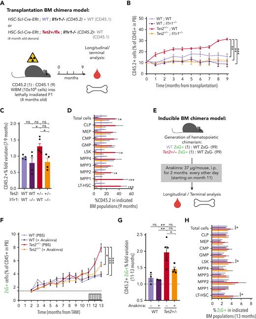 Genetic and pharmacologic blockage of IL-1–IL-1R1 signaling reduces Tet2+/−clonal expansion during aging. (A) Experimental design. (B) Longitudinal quantification of the percentage of donor-derived peripheral blood (PB) CD45.2+ cells from indicated genotypes: WT; WT, WT; Ilr1–/–, Tet2+/−; WT and Tet2+/−; Ilr1–/–, over 9 months after transplantation (n = 4-6). (C) Fold variation (within 7- to 9-month period) in the percentage of donor-derived PB CD45.2+ cells from indicated genotypes. (D) Terminal assessment of the percentage of donor-derived BM populations from indicated genotypes. (E) Experimental design. (F) Longitudinal quantification of the percentage of CD45+ WT ZsG+ and CD45+Tet2+/− ZsG+ in PB of mice exposed to PBS or anakinra treatment (hIL1ra) (n = 3-5). (G) Fold variation (within 11-13 months) in the percentage of CD45+ WT ZsG+ and CD45+Tet2+/− ZsG+ cells in PB of mice exposed to PBS or hIL1ra (n = 3-5). (H) Percentage of WT ZsG+ and Tet2+/− ZsG+ on indicated BM populations after PBS or anakinra treatment (n = 3-5). ∗P < .05, ∗∗P < .01, ∗∗∗P < .001, and ∗∗∗∗P < .0001 by unpaired t-test (within the same genotype; D and H) or by a 1-way analysis of variance with Tukey correction (last time point on B, C, F, and G). Error bars represent standard error of the mean. ns, not significant; WBM, whole bone marrow.