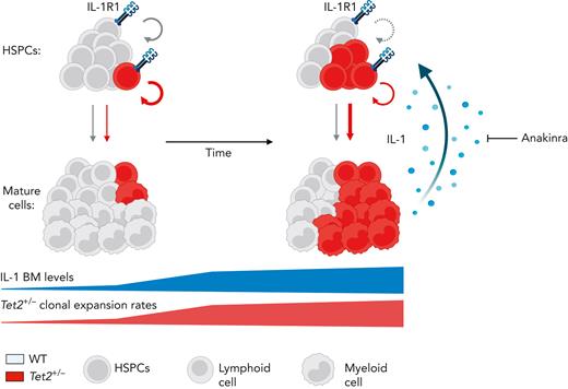 Model of IL-1–mediated inflammaging as a driver of Tet2+/−clonal hematopoiesis. Working model on positive feedback loop driving development of aberrant Tet2+/− hematopoiesis induced by inflammaging-derived IL-1. Increased IL-1 levels derived from aged Tet2+/− mature myeloid cells act directly on HSPCs favoring Tet2+/− HSPC expansion (circular arrows), repopulation capacity, and multilineage differentiation (linear arrows) over WT HSPCs. IL-1–mediated Tet2+/− clonal expansion can be modulated by the administration of IL-1R1 antagonist (anakinra). See Discussion for detailed explanation.