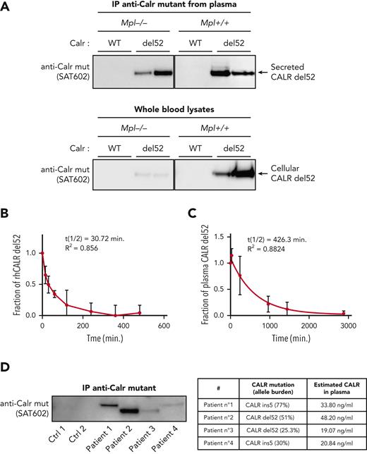 Secretion and stability of plasma CALR-del52 from Calr-del52/WT KI mouse and patients with MPN. (A) Immunoprecipitation (IP) of murine plasma CALR-del52 and whole-blood lysates. Secretion rate of CALR-del52 was evaluated by comparing the cellular and plasmatic CALR-del52 levels from blood of KI-Calrdel52/WT mice expressing or not expressing TpoR. (B) Stability study of mutant CALR in plasma from patients with MPN harboring mutated CALR-del52. Samples (n = 8) from patients with MPN harboring mutated CALR-del52 maintained at 37°C for various time points were measured in duplicate by ELISA and analyzed using a 1-phase decay model (Prism6) to determine the averaged half-life (t½) and the coefficient of determination (R2). Error bars represent SDs. (C) Stability study of rhCALR-del52 in culture medium in absence of fetal bovine serum. A fixed amount of rhCALR-del52 was incubated in culture medium at 37°C for various lengths of time before measurement by ELISA analysis using a 1-phase decay model (Prism6) to determine the averaged half-life and R2. Error bars represent SDs. (D) CALR mutant proteins after immunoprecipitation in various MPN patients (left) and CALR mutant proteins quantification by western blotting (optical density) of the same patients (right). Ctrl, control; mut, mutant.