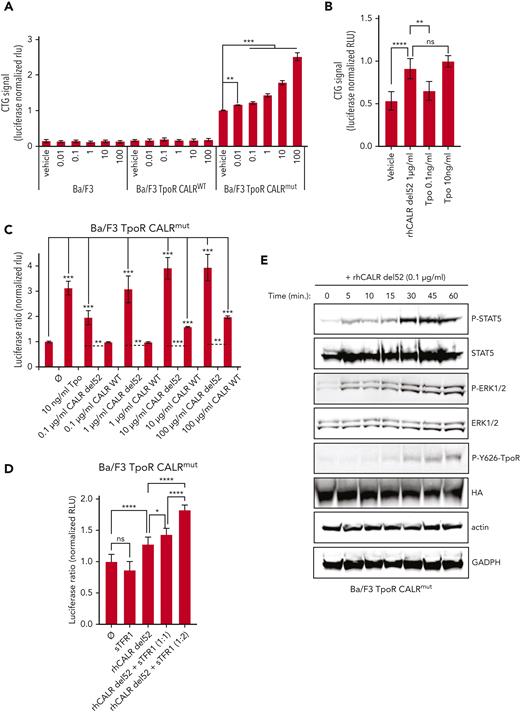 Exogenous CALR-del52 is inducing cell growth and JAK/STAT signaling in BaF3 cells expressing TpoR and mutant CALR. (A) Short-term proliferation of parental BaF3 and stable BaF3 cells expressing the indicated constructs were analyzed after daily exposition of the indicated doses of rhCALR-del52 over 72 hours with CTG assay (Promega). Values shown represent the average of 5 experiments with at least 29 biological replicates ± standard error of the mean (SEM). (B) Short-term proliferation of BaF3 TpoR CALRmut cells was analyzed after daily exposition of 1 μg/mL of rhCALR-del52, 0.1 ng/mL of Tpo, or 10 ng/mL of Tpo over 72 hours with CTG assay (Promega). Average ± SD of 6 replicates. (A-B). Statistical analysis (Jmp pro14) was performed by the nonparametric multiple comparisons Steel test with a control group (vehicle). ∗∗∗∗P < .0001, ∗∗∗P < .001, ∗∗P < .01. (C) BaF3 TpoR Calrmut cells were transiently transfected with the Spi-Luc luciferase STAT5 reporter and the internal control pRL-TK used for normalization. The cells were cultured with different concentrations of recombinant human CALR-del52 or CALR WT over 24 hours before performing a Dual-Luciferase assay (Promega) for STAT5 transcriptional activity. (D) BaF3 TpoR Calrmut cells transfected with Spi-Luc and pRL-TK were treated for 24 hours with vehicle or 1 μg/mL of rhCALR-del52 and indicated molar rations of rhTFRC and STAT5 transcriptional activity was measured by Dual-Luciferase assay. (C-D) Luciferase activity was normalized to vehicle condition (⌀). Values shown represent the average of 6 to 12 biological replicates ± SEM. Statistical analysis (Jmp pro14) was performed by the nonparametric multiple comparisons Steel test with a control group (⌀). ∗∗∗P < .001, ∗∗P < .01, ∗P < .05. Statistical analysis of 2 specific conditions (see dashed lines) were performed by the unpaired t test. (E) Western blots showing time-dependent phosphorylation of TpoR, STAT5, and extracellular signal-regulated kinase 1/2 (ERK1/2) in BaF3 TpoR Calrmut cells treated or not treated with 0.1 μg/mL rhCALR-del52 for various lengths of time (5, 10, 15, 30, 45, and 60 minutes). P-Y626-TpoR denotes phosphorylation of tyrosine residue 112 of the intracellular chain of TpoR. HA denotes detection of total HA-tagged TpoR. GAPDH, glyceraldehyde-3-phosphate dehydrogenase; HA, hemagglutinin (tag).