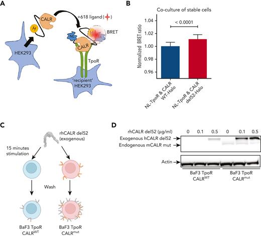 Binding of soluble mutant CALR proteins to TpoR at the cell surface. (A) Cartoon representation of our exogenous CALR, cell coculture NanoBRET setup. HaloTag (H) is fused to the C-terminal of CALR, nano-luciferase (NL) is fused to the N-terminal of TpoR, and 618-ligand is a fluorescent molecule with very high affinity for HaloTag. The circle represents a bioluminescence resonance energy transfer (BRET) phenomenon that occurs only when the energy donor (NL) is within 10 nm of the energy acceptor (618-ligand). (B) BRET detection between CALR-HaloTag and cell-surface nano-luciferase-TpoR in a stable cell coculture assay. HEK293 cells stably expressing either CALR WT or del52-HaloTag were cocultivated overnight in presence of 618-ligand with HEK293 cells stably expressing NL-TpoR. Data from 3 independent experiments were pooled and values were normalized to the NL-TpoR and CALR WT-Halo condition. Statistical analysis (Jmp pro14) was performed by a 2-tailed student t test and aforementioned P values. (C) Cartoon representation of our assay to measure binding of rhCALR-del52 to BaF3 TpoR CalrWT and BaF3 TpoR Calrmut cells. Cells were incubated for 15 minutes with varying amounts of rhCALR-del52 before extensive washing. (D) Western blotting showing the presence of rhCALR-del52 bound to BaF3 TpoR CalrWT and BaF3 TpoR Calrmut cells after 15 minutes incubation with different concentration of rhCALR-del52.