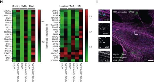 Proximity proteomics reveals novel WPB-associated machinery. (A) Schematic representation of the APEX2-eGFP-Rab27a construct used to transfect HUVECs. (B) Biotinylation reaction catalyzed following the addition of hydrogen peroxide and biotin tyramide. (C) The APEX2-eGFP-Rab27a construct is recruited to mature WPBs, allowing spatiotemporally-specific biotin labeling on nearby proteins. The addition of stimulants allows detection of proteins with putative roles in basal and regulated granule release. (D) Confocal LSM of HUVECs in the presence or absence of biotin tyramide. Biotinylated proteins are detected using AF647-conjugated streptavidin and colocalized with the enhanced green fluorescent protein (eGFP)−tagged fusion protein. (E) Scatter graphs depicting the most significant (paired t test) and upregulated proteins as compared to mock-transfected control HUVECs in unstimulated, PMA-stimulated, and HAI-stimulated cells. Kinesin-1 heavy chain (KINH) (green) was used to validate the data set. (F) IF analyses of HUVECs illustrate KIF5B (KINH) localizing to one end of WPBs under resting conditions. Scale bar, 10 μm. (G) Venn diagram of mass spectrometry data sets illustrates the number of proteins in close proximity to WPBs under all conditions, exclusively under basal conditions or following stimulation. (H) Heat map depiction of the average normalized spectral counts of the 44 stimulation-associated proteins in mock and APEX2-eGFP-Rab27a groups (in the presence or absence of PMA/HAI). (I) Myosin-1c (green) is present at points of WPB fusion in PMA-stimulated HUVECs. Scale bar, 10 μm.
