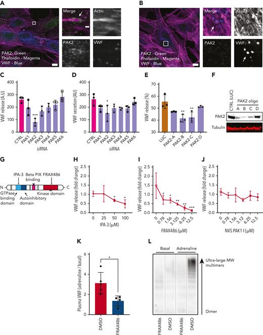 PAK2 signaling regulates VWF release from endothelial cells. (A) Confocal analysis localizes PAK2 (green) to the cytoplasm and at the end of dorsal actin stress fibers (magenta) in HUVECs. (B) PAK2 (green) is not present on the actin ring (magenta) that forms at exocytosis (inset). Scale bars, 10 μm (full size) and 1 μm (inset); brightness and contrast increased for clarity. (C-D) The effect of siRNA depletion of the 6 PAK isoforms on (C) PMA-stimulated and (D) HAI-stimulated VWF secretion. (E) PAK2 depletion reduced PMA stimulated VWF release in a dose-dependent fashion. HUVECs were independently transfected with 4 different siRNA oligonucleotides targeting PAK2. VWF secretion was determined by fluorescent dot blot and PAK2 protein abundance determined by western blotting. (F) Western blotting of HUVEC lysate detected as single band at the estimated size of 61 kDa. (G) Schematic representation of PAK2 structure and targets for pharmacological inhibition. (H) Pharmacological inhibition of the autoregulatory domain of PAK2 with 25 to 50 μM IPA-3 prevents VWF release. (I) Targeting the catalytic kinase domain of PAK2 with FRAX486 inhibits VWF release (0.78-12.5 μM). (J) The specific PAK1 inhibitor NVS PAK1.1 has no effect on VWF release at 12.5 μM. ∗P < .05, ∗∗P < .01, ∗∗∗P < .005 (one-way ANOVA with Dunnett multiple comparison). (K-L) Effect of FRAX486 administration on adrenaline-stimulated VWF secretion in vivo. C57 black WT mice were administered FRAX486 or an equivalent volume of DMSO. Tail vein bleeds were performed to assess basal VWF levels. Intraperitoneal injection of adrenaline (0.5 mg/kg) was used to stimulate VWF secretion from the murine vasculature (DMSO, n = 5; FRAX486, n = 4). After 30 minutes, mice were sacrificed and the plasma was isolated. Plasma VWF levels and multimer composition were assessed by near-infrared dot blot (K) and multimer gel (L). MW, molecular weight. ∗P < .05.