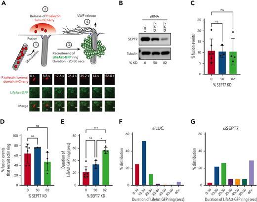 siRNA-mediated depletion of SEPT7 perturbs actin ring kinetics during WPB exocytosis. (A) WPB fusion was quantified by change in morphology (rod>round) and loss of mCherry signal, whereas actin ring recruitment was assessed by the presence or absence of LifeAct-GFP signal. White asterisk (∗) indicates change in morphology from rod>round. Number sign (#) indicates recruitment of LifeAct GFP ring. HUVECs were co-transfected (2 rounds) with either 300 pM LUC or independent SEPT7-targeted siRNAs and both LifeAct-GFP and p.sel.lum.mCherry. (B) Western blotting was used to determine KD efficiencies of approximately 50% and 82% (averaged from 3 independent experiments). (C) SEPT7 knockdown did not affect vesicle fusion. (D) Quantification of actin ring formation as a percentage of total fusion events. (D-E) Quantification of the duration of the “lifetime” of actin ring (LifeAct-GFP signal) in control and SEPT7 KD cells. ∗∗P < .01, ∗∗∗P < .005. One-way ANOVA with Tukey multiple-comparison test. Frequency distribution (%) of actin ring duration in luciferase siRNA (F) and SEPT7 siRNA-treated cells (84% KD efficiency) (G). Cell numbers for live cell imaging. LUC control, 46 cells; SEPT7, 25 cells (50% KD), and SEPT7, 30 cells (82% KD).