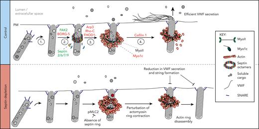 Schematic representation of a working model depicting machinery associated with actomyosin-dependent expulsion of VWF from endothelial cells. (1) Upon stimulation, WPBs are trafficked to the cell surface where fusion with the plasma membrane occurs. (2) Septin rings are recruited to fused WPBs (independently of actin), where they likely transfer myosins (eg, NMII or Myo1C) or their activators. This process is PAK2 dependent. (3) Actin rings are formed by rearrangement of cortical actin or de novo nucleation. Possible candidates from our screen include FHOD1 and Arp3. Actin ring formation itself could displace the septin ring. (4) The actin ring contracts/compresses with the aid of NMII and cofilin 1. Myo1c may play a role in tethering actin to the WPB membrane. Proteins in red and green were identified through proximity proteomics and loss of function screening approaches. Proteins in black were identified through previous research. (Bottom panel) Disrupting the formation of the septin ring during WPB exocytosis results in prolonged actin ring dynamics as well as an inhibition of VWF secretion and string formation. SEPT2 depletion reduces the phosphorylation status of MLC2. This results in actin rings contracting more slowly or failing to contract before being disassembled. Interfering with actin ring formation or function results in less efficient VWF secretion.