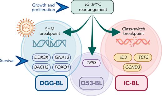 Main discerning features of the BL genomic subgroups: rearrangements between MYC and IG genes are universal, but the SHM breakpoints are more common in DGG-BL, which is strongly associated with EBV infections; DGG-BL and IC-BL acquire separate sets of additional mutations that act in concert with the MYC-induced cell growth and proliferation program; TP53 mutations occur frequently in all subtypes, but a small subset (termed Q53-BL) lacks any additional driver mutations. IG, immunoglobulin; SHM, somatic hypermutation; EBV, Epstein-Barr virus.