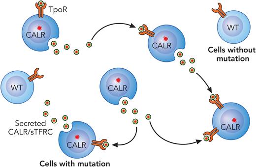 CALR acts as a rogue cytokine in the MPNs. Mutant CALR protein is secreted from CALR mutant MPN cells where it binds the TpoR of surrounding cells to enhance downstream JAK/STAT activation. The mutant protein has a much lesser effect on wild-type (WT) hematopoietic cells. Note that it is also possible that this secreted CALR rogue cytokine may also act in an autocrine fashion. sTFRC, soluble TFRC. Professional illustration by Patrick Lane, ScEYEnce Studios.