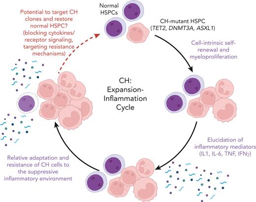 The CH expansion-inflammation cycle. Age-associated CH is most commonly driven by somatic mutations in HSPCs, involving the epigenetic regulator genes TET2, DNMT3A, and ASXL1 (top). Enhanced fitness imparted by increased self-renewal leads to CH-mutant HSPC expansion and myeloproliferation (right). In turn, and in the context of aging, this leads to increased and chronic expression of proinflammatory cytokines and other mediators that alter the hematopoietic milieu (bottom). While this environment suppresses normal HSPC, gene expression and other adaptations in CH-mutant HPSC lead to a vicious cycle of enhanced CH cell fitness and inflammation (left). This environment may increase the risk of cancer and exacerbate diseases associated with inflammation. The findings of Caiado et al in this issue of Blood (and other recent publications) suggest that targeting inflammatory cytokines, associated receptors, signaling, or other adaptive mechanisms may break this vicious CH cycle and decrease the risk of cancer and comorbid inflammatory diseases. Figure created with BioRender. IFN-γ, interferon gamma; TNF, tumor necrosis factor.