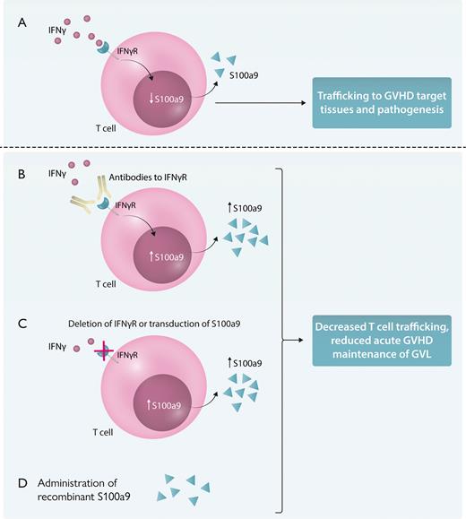 Targeting IFN-γ signaling and S100a9 on GVHD/GVT. (A) IFN-γ signaling on donor T cells reduces S100a9 production and is associated with T-cell trafficking to the gut and GVHD target tissues. Alteration of this pathway by antibody-mediated blockade of IFN-γ receptor binding (B), deletion of IFN-γ receptor on donor T cells, or transduction of S100a9, resulting in overexpression, all of which result in increased production of S100a9 (C), or administration of S100a9 results in reduced T-cell trafficking to GVHD target tissues, such as the gut, and suppresses GVHD while still allowing for GVL (D). IFNγR, interferon-gamma receptor. Professional illustration by Somersault18:24.