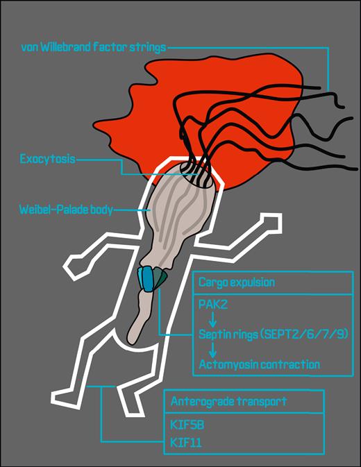 Proximity biotinylation proteomics in stimulated endothelial cells generates a snapshot of the proteins that take part in WPB exocytosis and VWF string release. Candidate plus-end directed motor proteins for anterograde transport of WPBs over microtubules that are identified in this study are kinesins KIF5B and KIF11. Following WPB fusion, p21-activated kinase PAK2 initiates the formation of septin rings consisting of heteroduplexes of SEPT2, SEPT6, SEPT7, and SEPT9, leading to the formation of contractile actomyosin rings that squeeze VWF out of the postfusion WPB.