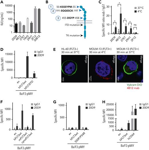 Evaluation of epitope specificity and internalization capability of anti-FLT3 monoclonal antibodies. (A) Affinity of 7 anti-FLT3 mAb clones to recombinant human FLT3 measured in enzyme-linked immunosorbent assay normalized to the binding of the antibodies to bovine serum albumin control. KD (mean ± SD; n = 3) is depicted. (B) Schematic FLT3 receptor. Black arrows indicate common mutations, and blue arrows indicate the 3 identified epitopes of 7 anti-FLT3 antibodies analyzed in linear epitope mapping by PEPperPRINT. Figure was created with BioRender.com. (C) Binding and temperature-induced internalization of anti-FLT3 mAb in Ba/F3 cells expressing human wildtype FLT3 (hFLT3wt). Internalization was induced by incubation for 30 minutes at 37°C (gray) compared with 4°C (black). Remaining surface-bound antibody was detected in flow cytometry. Mean fluorescence intensity (MFI) was normalized to control human IgG1 binding. Mean ± SD of n = 3 is depicted. (D) Cell surface binding of 20D9-mAb or control human IgG1 antibody to Ba/F3 cells stably expressing pMIY (Ba/F3-pMIY) empty vector (ev), hFLT3wt, or ITD mutant human FLT3 (hFLT3ITD) was measured in flow cytometry. Mean ± SD of n = 3. (E) Temperature-induced internalization of 4B12-mAb in MOLM-13 (FLT3+) cells after 30-minutes incubation at 37°C compared with 4°C and HL-60 (FLT3−) after 37°C incubation assessed in immunofluorescence staining. Red = FLT3 staining by 4B12, green = membrane staining by Vybrant DiO, blue = nuclear staining by DAPI. Scale bar, 5 μm. Representative pictures are shown. (F) Cell surface binding of 20D9-mAb or control hIgG1 antibody to Ba/F3-pMIY ev, hFLT3wt, murine (mFLT3wt), or cynomolgues monkey FLT3 (cynoFLT3wt) was measured in flow cytometry. Mean ± SD of n = 3. (G) Cell surface binding of 20D9-mAb or control hIgG1 antibody to Ba/F3-pMIY ev, hFLT3wt, or epitope mutant FLT3 (hFLT3S50P/P54R) measured in flow cytometry. Mean ± SD of n = 3. (H) Cell surface binding of 20D9-mAb or control hIgG1 antibody to Ba/F3-pMIY ev, hFLT3wt, or human CD64 (hCD64) measured in flow cytometry. Mean ± SD of n = 3. ∗P < .05 (unpaired, 2-tailed t test). ns, not significant.