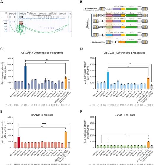Elucidating the endogenous elements that regulate the CYBB gene. (A) Visual representation of the University of California, Santa Cruz Genome Browser displaying putative enhancers regulating the native CYBB gene. The CYBB gene is highlighted in the red box. Green arches represent the putative genomic sites interacting with the CYBB promoter. (B) A series of LVs were designed, each containing a single putative enhancer element cloned upstream of the parental construct. The CCLchim vector is used as a comparator of expression and regulation. Mean fluorescence intensity (MFI) of the mCitrine-positive population is shown for the human cord blood CD34+ differentiated neutrophils (C) and monocytes (D) as well as the RAMOs (E) and Jurkat cell lines (F). Data are presented as mean ± standard deviation (SD). Statistical significance was analyzed using an unpaired t test. All statistical tests were 2-tailed and P < .05 was deemed significant; ∗P < .05, ∗∗P < .01, ∗∗∗P < .001, ∗∗∗∗P < .0001. Int3 enh, CYBB intron 3 enhancer; mCit, mCitrine; ns, nonsignificant; pro, CYBB promoter; tRNA, transfer RNA; WPRE, Woodchuck hepatitis virus posttranscriptional regulatory element.