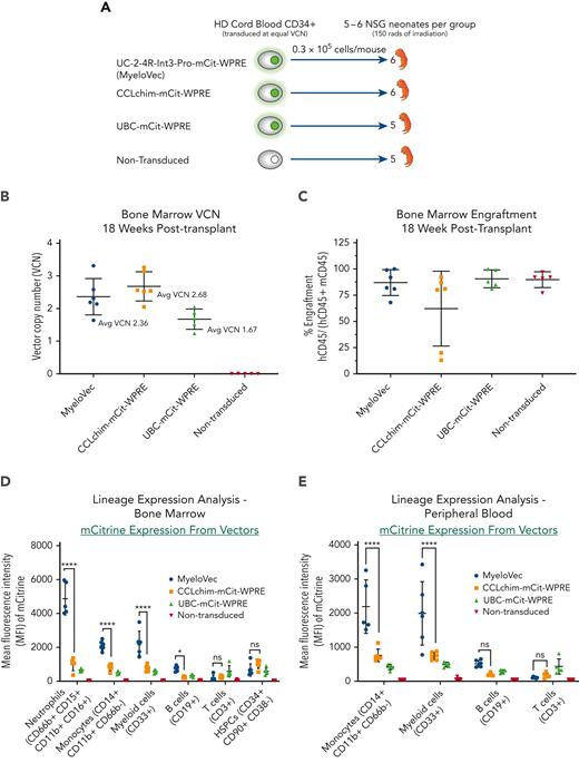 In vivo lineage-specific expression of MyeloVec. (A) Human HD CB CD34+ HSPCs were transduced and transplanted into sublethally irradiated NSG neonatal mice. Mice were harvested 18 weeks after transplant and stable BM VCN (B) and BM engraftment (C) were measured. Expression of each vector was evaluated across the different human hematopoietic lineages in the BM (D), PB (E), and spleen (F). (G) Kinetics of expression throughout neutrophil differentiation in the BM of engrafted mice. Data are presented as mean ± SD. Statistical significance was analyzed using a 2-way analysis of variance (ANOVA) followed by multiple paired comparisons for normally distributed data (Tukey test). All statistical tests were 2-tailed and P < .05 was deemed significant; ∗P < .05, ∗∗P < .01, ∗∗∗P < .001, ∗∗∗∗P < .0001. Avg, average.