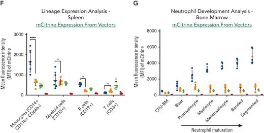 In vivo lineage-specific expression of MyeloVec. (A) Human HD CB CD34+ HSPCs were transduced and transplanted into sublethally irradiated NSG neonatal mice. Mice were harvested 18 weeks after transplant and stable BM VCN (B) and BM engraftment (C) were measured. Expression of each vector was evaluated across the different human hematopoietic lineages in the BM (D), PB (E), and spleen (F). (G) Kinetics of expression throughout neutrophil differentiation in the BM of engrafted mice. Data are presented as mean ± SD. Statistical significance was analyzed using a 2-way analysis of variance (ANOVA) followed by multiple paired comparisons for normally distributed data (Tukey test). All statistical tests were 2-tailed and P < .05 was deemed significant; ∗P < .05, ∗∗P < .01, ∗∗∗P < .001, ∗∗∗∗P < .0001. Avg, average.