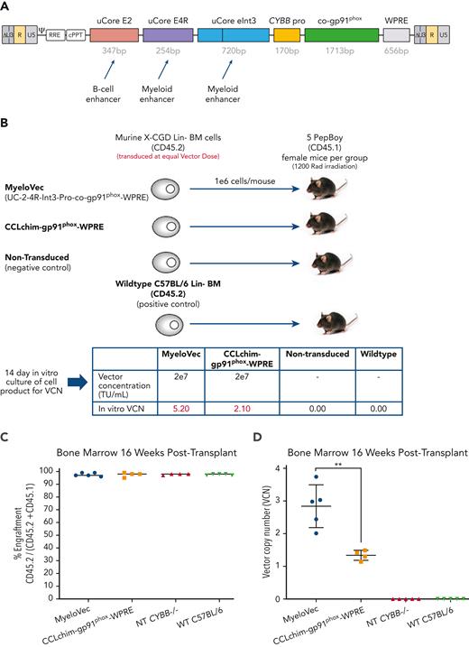 MyeloVec corrects the X-CGD mouse model in vivo. (A) Proviral map of MyeloVec. (B) Murine CD45.2 X-CGD Lin− HSPCs were transduced at an equal vector dose of 2e7 TU/mL and transplanted into congenic CD45.1 (Pepboy) mice. WT C57BL/6 HSPCs and nontransduced X-CGD HSPCs were also transplanted as positive and negative controls, respectively. VCN of the cell product are shown in the bottom panel. Mice were harvested 16 weeks after transplant and engraftment (C) and stable VCN (D) in the BM were measured. Restoration of gp91phox (E-F) and oxidase activity (G-H) was evaluated across the different lineages in the PB of the mice at time of harvest. Each mouse is represented as a different colored line in the histograms in panels E and G. MFI of gp91phox and rhodamine 123 of all cells within each lineage are shown. Data are presented as mean ± SD. Statistical significance for panel D was analyzed using an unpaired t test, whereas panels F and H used a 2-way ANOVA followed by multiple paired comparisons for normally distributed data (Tukey test). All statistical tests were 2-tailed and P < .05 was deemed significant; ∗P < .05, ∗∗P < .01, ∗∗∗P < .001, ∗∗∗∗P < .0001. bp, base pair; NT, nontransduced.