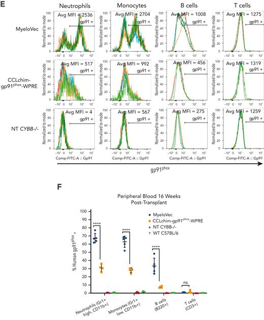 MyeloVec corrects the X-CGD mouse model in vivo. (A) Proviral map of MyeloVec. (B) Murine CD45.2 X-CGD Lin− HSPCs were transduced at an equal vector dose of 2e7 TU/mL and transplanted into congenic CD45.1 (Pepboy) mice. WT C57BL/6 HSPCs and nontransduced X-CGD HSPCs were also transplanted as positive and negative controls, respectively. VCN of the cell product are shown in the bottom panel. Mice were harvested 16 weeks after transplant and engraftment (C) and stable VCN (D) in the BM were measured. Restoration of gp91phox (E-F) and oxidase activity (G-H) was evaluated across the different lineages in the PB of the mice at time of harvest. Each mouse is represented as a different colored line in the histograms in panels E and G. MFI of gp91phox and rhodamine 123 of all cells within each lineage are shown. Data are presented as mean ± SD. Statistical significance for panel D was analyzed using an unpaired t test, whereas panels F and H used a 2-way ANOVA followed by multiple paired comparisons for normally distributed data (Tukey test). All statistical tests were 2-tailed and P < .05 was deemed significant; ∗P < .05, ∗∗P < .01, ∗∗∗P < .001, ∗∗∗∗P < .0001. bp, base pair; NT, nontransduced.