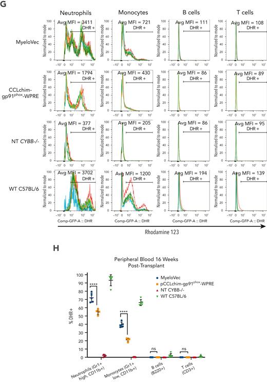 MyeloVec corrects the X-CGD mouse model in vivo. (A) Proviral map of MyeloVec. (B) Murine CD45.2 X-CGD Lin− HSPCs were transduced at an equal vector dose of 2e7 TU/mL and transplanted into congenic CD45.1 (Pepboy) mice. WT C57BL/6 HSPCs and nontransduced X-CGD HSPCs were also transplanted as positive and negative controls, respectively. VCN of the cell product are shown in the bottom panel. Mice were harvested 16 weeks after transplant and engraftment (C) and stable VCN (D) in the BM were measured. Restoration of gp91phox (E-F) and oxidase activity (G-H) was evaluated across the different lineages in the PB of the mice at time of harvest. Each mouse is represented as a different colored line in the histograms in panels E and G. MFI of gp91phox and rhodamine 123 of all cells within each lineage are shown. Data are presented as mean ± SD. Statistical significance for panel D was analyzed using an unpaired t test, whereas panels F and H used a 2-way ANOVA followed by multiple paired comparisons for normally distributed data (Tukey test). All statistical tests were 2-tailed and P < .05 was deemed significant; ∗P < .05, ∗∗P < .01, ∗∗∗P < .001, ∗∗∗∗P < .0001. bp, base pair; NT, nontransduced.