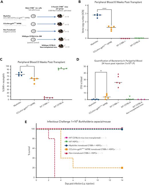 MyeloVec gene therapy protects X-CGD mice from B cepacia infection. (A) Murine X-CGD Lin− HSPCs were transduced with MyeloVec or pCCLchim at an equal vector dose of 2e7 TU/mL and transplanted into X-CGD mice. WT C57BL/6 HSPCs and nontransduced X-CGD HSPCs were also transplanted as positive and negative controls, respectively. Nontransplanted WT C57BL/6 mice were also included in the study as a positive control. Stable VCN (B) and percentage of DHR+ neutrophils (C) in the PB of the transplanted mice were measured 8 weeks after transplant. (D) Bacteremia was quantified 24 hours after infection as CFU per μL in the PB. (E) Proportion of surviving mice 14 days post experimental infection with 1 × 105B cepacia is shown. Data are presented as mean ± SD. Statistical significance for panels B-D was analyzed using an unpaired t test. All statistical tests were 2-tailed and P < .05 was deemed significant; ∗P < .05, ∗∗P < .01, ∗∗∗P < .001, ∗∗∗∗P < .0001. i.p., intraperitoneally.