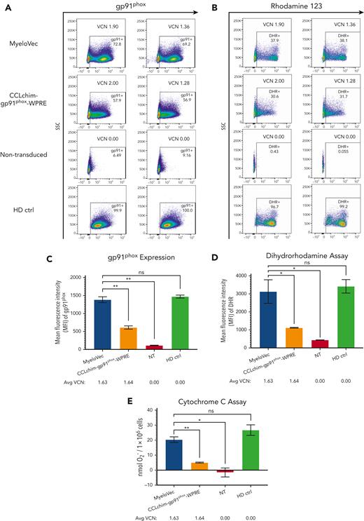 MyeloVec fully restores HD levels of gp91phox and cellular oxidase in human X-CGD HSPC-derived neutrophils. HSPCs from patients with X-CGD were transduced with MyeloVec or CCLchim and differentiated into mature neutrophils in vitro. (A) Restoration of gp91phox was measured at day 18 of differentiation. (B) Oxidase activity of the mature neutrophils was measured by DHR flow cytometry. (C) MFI of the entire neutrophil population is shown. (D) MFI of the DHR+ neutrophils is shown. (E) Production of reactive oxygen species was measured by the cytochrome C assay. Data are presented as mean ± SD. Statistical significance was analyzed using an unpaired t test. All statistical tests were 2-tailed and P < .05 was deemed significant; ∗P < .05, ∗∗P < .01, ∗∗∗P < .001, ∗∗∗∗P < .0001. ctrl, control.