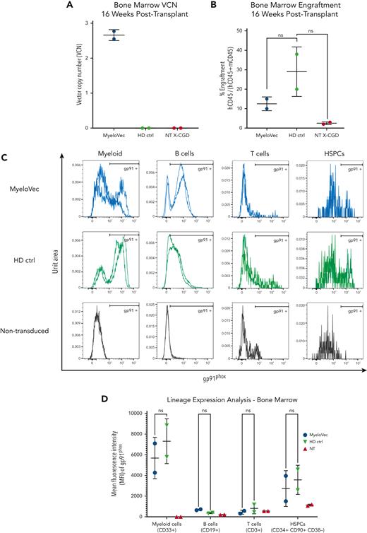 MyeloVec restores gp91phox expression in human X-CGD BM cells engrafted into NSG mice. Human X-CGD CD34+ HSPCs were engrafted into NSG mice. Mice were harvested 16 weeks after transplant and stable BM VCN (A) and engraftment of human cells (B) were analyzed. (C) Restoration of gp91phox was measured across the different hematopoietic lineages in the BM. Data from each mouse are overlaid in the histograms. (D) The MFI of gp91phox-positive cells is shown. Data are presented as mean ± SD. Statistical significance was analyzed using a 2-way ANOVA followed by multiple paired comparisons for normally distributed data (Tukey test). All statistical tests were 2-tailed and P < .05 was deemed significant; ∗P < .05, ∗∗P < .01, ∗∗∗P < .001, ∗∗∗∗P < .0001.