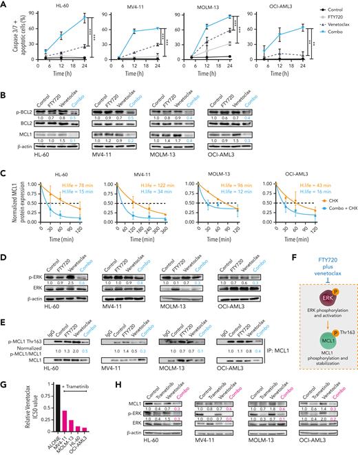 The combination of FTY720 and venetoclax promotes caspase-dependent apoptosis through modulation of p-BCL2 and ERK-dependent MCL1 degradation. (A) Time-dependent caspase-3 and -7 activation plus apoptotic cells in AML cell lines after cell treatment. Statistical significance was determined by one-way ANOVA and Tukey post hoc test analysis (data at 24 hours); ∗∗P < .01, ∗∗∗P < .001. (B) Western blot analysis shows decreased Ser70p-BCL2 and MCL1 protein expression levels after 24 hours of treatment with FTY720 and venetoclax in combination in AML cell lines. (C) Half-life of normalized MCL1 protein levels as a function of time after adding CHX or CHX plus FTY720 and venetoclax. β-actin was used as loading control for normalization of MCL1 protein levels, which were expressed as fold change of the control (assigned a value of 1). Analyses were performed by using 1-phase decay equations. (D) Levels of Thr202/Tyr204p-ERK and ERK protein expression were significantly decreased in treated AML cell lines (24 hours of treatment). (E) Western blot analyses after MCL1 protein immunoprecipitation show that Thr163p-MCL1 was significantly reduced in AML cell lines upon treatment (24 hours). (F) Schematic representation showing that FTY720 plus venetoclax negatively regulates ERK-dependent stabilization of MCL1. (G) Bar graphs show reduction of venetoclax IC50 values when combined with trametinib in AML cell lines (48 hours of treatment). (H) Western blot analyses show significantly decreased MCL1 and Thr202/Tyr204p-ERK after 24 hours of treatment with trametinib and venetoclax combination. ANOVA, analysis of variance; CHX, cycloheximide.