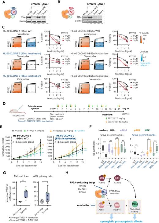 The PP2A regulatory subunit B56α is the master regulator of the observed treatment synergy in vitro and in vivo. Schematic representation and western blot analysis of B56α (A) and B55α (B) in HL-60 parental cells, wild-type clones (WT, 1 and 4), and clones with CRISPR-Cas9 inactivation of PPP2R5A (2 and 3) and PPP2R2A (5 and 6) genes. (C) Viability percentages, CI values, and cell viability curves show that loss of B56α rescues the synergistic treatment effect. (D) NSG mice were injected with HL-60 clone 1 (WT) or clone 2 (B56α inactivation) cells. When tumors reached 100 to 150 mm3, FTY720 and venetoclax were administrated by oral gavage. (E) Time-dependent tumor volume growth upon treatment of injected NSG mice (n = 8 mice per group). Data were analyzed by two-way ANOVA and Tukey post hoc test. (F) Western blot analysis of B56α, Ser70p-BCL2, Thr202/Tyr204p-ERK, and MCL1 in tumors isolated from mice after 15 days of treatment. Two-tailed unpaired t test or Mann-Whitney U test was used for statistical analyses. (G) Boxplot graphs show PPP2R5A mRNA expression in AML cell lines (left, n = 14) and AML primary cells (right, n = 23; samples with good mRNA quality were assessed by quantitative reverse transcription polymerase chain reaction). Both cell lines and AML primary blasts sensitive to the combined therapy have significantly higher PPP2R5A mRNA levels. Data were analyzed by two-tailed Mann-Whitney U test (cell lines) or unpaired t test (AML primary blasts). (H) Schematic illustration of the molecular mechanism underlying the synergistic effect between PP2A-activating drugs and venetoclax. In panels E-G: ∗P < .05, ∗∗P < .01, ∗∗∗P < .001. ANOVA, analysis of variance; ns, not statistically different.