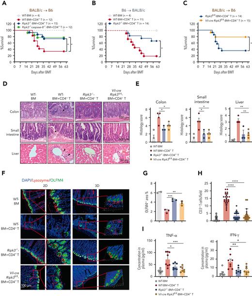 Loss of RIPK3 in IECs reduces both local and systemic GVHD. (A) Survival of the lethally irradiated WT, Ripk3−/−, and Ripk3−/−caspase-8−/− B6 recipients (BALB/c→B6) that received BALB/c TCD BM cells (BM) with or without CD4+ T cells (BM+CD4+ T). (B) Survival of the lethally irradiated WT and Ripk3−/− BALB/c recipients (B6→BALB/c) that received B6 TCD BM cells with CD4+ T cells. (C) Survival of the lethally irradiated Ripk3fl/fl and Vil-cre Ripk3fl/fl B6 recipients (BALB/c→B6) that received BALB/c TCD BM cells with CD4+ T cells. (D-E) Histology analysis of small intestine, colon, and liver obtained from WT, Ripk3−/− and Vil-cre Ripk3fl/fl B6 recipients (BALB/c→B6) on day 17 after allo-HCT. Representative hematoxylin and eosin (H&E) images (D) and quantification of pathology scores (E). Bars in colon and small intestine represent 100 μm. Bar in liver represents 50 μm. Black arrows indicate areas of inflammatory cell infiltration or cell damage. (F) Representative 2D and 3D confocal images of OLFM4+ ISCs and lysozyme+ Paneth cells in the small intestine from the indicated B6 recipients on day 17 after allo-HCT. Bar represents 100 μm. (G) Quantification of IHC staining of OLFM4 in the small intestine from the indicated B6 recipients on day 17 after allo-HCT. (H) Quantification of infiltrated CD3+ T cells in the small intestine from the indicated B6 recipients (BALB/c→B6) on day 17 after allo-HCT. Three mice were examined in each group. (I) TNF-α and IFN-γ levels in serum from the indicated B6 recipients on day 17 after allo-HCT. Data shown are representative of 2 or 3 independent experiments. Data are shown as the mean ± SD (G-H), histology scores, and concentrations of cytokines are shown as the mean ± SEM (E,I). ∗P < .05; ∗∗P < .01; ∗∗∗P < .001; ∗∗∗∗P < .0001. Survival comparisons were evaluated by log-rank test (A-C). Multiple comparisons were evaluated by one-way ANOVA (E,G-I). ANOVA, analysis of variance; IHC, immunohistochemistry; SD, standard deviation; SEM, standard error of the mean.