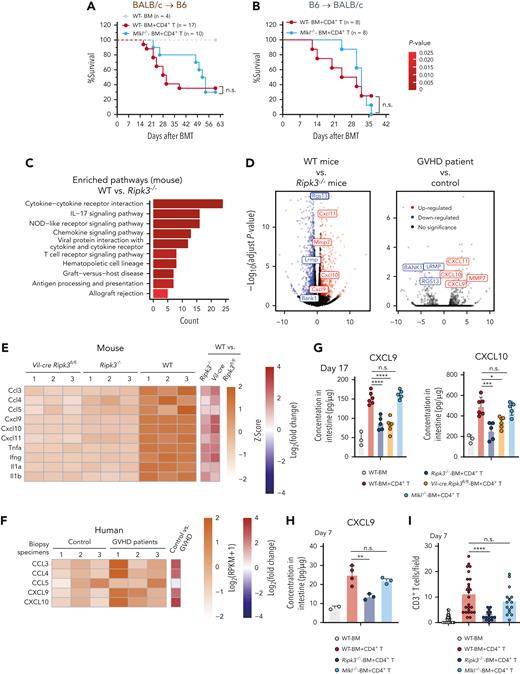 IEC RIPK3 promotes MLKL-independent alloreactive T-cell responses. (A) Survival of the lethally irradiated WT and Mlkl−/− B6 recipients (BALB/c→B6) received BALB/c TCD BM alone (BM) or TCD BM plus CD4+ T cells (BM+CD4+ T). (B) Survival of the lethally irradiated WT and Mlkl−/− BALB/c recipients (B6→BALB/c) received B6 TCD BM alone (BM) or TCD BM plus CD4+ T cells (BM+CD4+ T). (C) KEGG pathway enrichment analyses of the DEGs in small intestine samples from WT and Ripk3−/− mice collected on day 17 after allo-HCT (P < .05, the P value is calculated by hypergeometric distribution). (D) Volcano plot showing fold changes of genes in small intestine samples collected from WT vs Ripk3−/− mice on day 17 after allo-HCT (left), or fold changes of genes in colonic biopsy specimens from patients with GVHD vs control colonic biopsy specimens from children without signs of intestinal injury (right). Significantly upregulated (red) and downregulated (blue) mouse or human homologous genes are shown. (E) Gene expression of chemokines and cytokines in the small intestine collected from WT, Ripk3−/−, and Vil-cre Ripk3fl/fl mice on day 17 after allo-HCT. (F) Gene expression of human chemokines in control colonic biopsy specimens and colonic biopsy specimens from patients with GVHD. (G) ELISA analysis of CXCL9 and CXCL10 proteins in the small intestine from the indicated B6 recipients (BALB/c→B6) 17 days after allo-HCT. (H) ELISA analysis of CXCL9 proteins in the small intestine from the indicated B6 recipients (BALB/c→B6) 7 days after allo-HCT. (I) Quantification of infiltrated CD3+ T cells in the small intestine from the indicated B6 recipients (BALB/c→B6) on day 7 after allo-HCT. Data shown are representative of 2 or 3 independent experiments. Data are shown as the mean ± SD (I), histology scores and chemokine concentrations are shown as the mean ± SEM (G-H). ∗P < .05; ∗∗P < .01; ∗∗∗P < .001; ∗∗∗∗P < .0001. Survival comparisons were evaluated by log-rank test (A-B). Multiple comparisons were evaluated by one-way ANOVA (G-I). ANOVA, analysis of variance; DEGs, differentially expressed genes; ELISA, enzyme-linked immunosorbent assay analysis; n.s., not significant; SD, standard deviation; SEM, standard error of the mean.