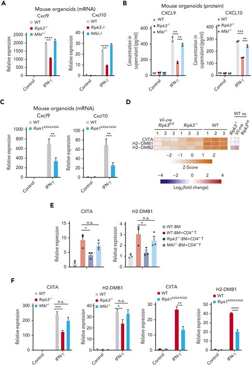 JAK/STAT1 signaling mediates RIPK1/RIPK3 induction of chemokines and MHC class II molecules in IECs. (A-B) Small intestinal organoids prepared from WT, Ripk3−/−, and Mlkl−/− B6 mice were treated with control (PBS) or IFN-γ (10 ng/mL) for 12 hours, with qPCR measurement of Cxcl9 and Cxcl10 expression (A); ELISA measurement of CXCL9 and CXCL10 protein levels (B). Identical concentrations for IFN-γ were used in later experiments unless otherwise stated. (C) qPCR analysis for the expression of Cxcl9 and Cxcl10 in small intestinal organoids from WT and Ripk1K45A/K45A B6 mice that were treated with control, IFN-γ for 12 hours. (D) Gene expression of antigen presentation-related genes in small intestine samples collected from WT, Ripk3−/−, and Vil-cre Ripk3fl/fl mice on day 17 after allo-HCT. (E) qPCR analysis of CIITA and H2-DMB1 mRNA levels in the small intestine from the indicated B6 recipients (BALB/c→B6) 17 days after allo-HCT. (F) Small intestinal organoids prepared from indicated B6 mice were treated with IFN-γ or control for 12 hours. CIITA and H2-DMB1 expression levels were analyzed using qPCR. (G) Small intestinal organoids prepared from indicated B6 mice were treated with IFN-γ or control for 24 hours. The MFI of MHC II was determined by flow cytometer analysis. (H-I) Small intestinal organoids prepared from WT and Stat1−/− B6 mice were treated with control or IFN-γ for 12 hours. qPCR for expression of Cxcl9, Cxcl10 (H), CIITA, and H2-DMB1 (I). (J) Small intestinal organoids from WT B6 mice were treated with 300 nM ruxolitinib (RUX) for 2 hours before IFN-γ treatment for 12 hours; gene expression was analyzed by qPCR. (K-L) Immunoblotting analysis of p-STAT1, STAT1, RIPK3, MLKL, and GAPDH in small intestine and colon from the indicated B6 recipients on day 7 after allo-HCT. Quantification of p-STAT1 or STAT1 normalized to GAPDH was shown under the band. Data shown are representative of 3 independent experiments. Data are shown as the mean ± SD (A-C,F-J), qPCR analysis in the small intestine are shown as the mean ± SEM (E). ∗P < .05; ∗∗P < .01; ∗∗∗P < .001; ∗∗∗∗P < .0001. Multiple comparisons were evaluated by one-way ANOVA (A-B,E-G,J), two-group comparisons used unpaired t tests (two-tailed) (C,F-I). ANOVA, analysis of variance; ELISA, enzyme-linked immunosorbent assay analysis; GAPDH, glyceraldehyde-3-phosphate dehydrogenase; MFI, mean fluorescence intensity; n.s., not significant; PBS, phosphate-buffered saline; SD, standard deviation; SEM, standard error of the mean.