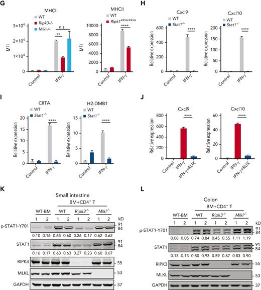 JAK/STAT1 signaling mediates RIPK1/RIPK3 induction of chemokines and MHC class II molecules in IECs. (A-B) Small intestinal organoids prepared from WT, Ripk3−/−, and Mlkl−/− B6 mice were treated with control (PBS) or IFN-γ (10 ng/mL) for 12 hours, with qPCR measurement of Cxcl9 and Cxcl10 expression (A); ELISA measurement of CXCL9 and CXCL10 protein levels (B). Identical concentrations for IFN-γ were used in later experiments unless otherwise stated. (C) qPCR analysis for the expression of Cxcl9 and Cxcl10 in small intestinal organoids from WT and Ripk1K45A/K45A B6 mice that were treated with control, IFN-γ for 12 hours. (D) Gene expression of antigen presentation-related genes in small intestine samples collected from WT, Ripk3−/−, and Vil-cre Ripk3fl/fl mice on day 17 after allo-HCT. (E) qPCR analysis of CIITA and H2-DMB1 mRNA levels in the small intestine from the indicated B6 recipients (BALB/c→B6) 17 days after allo-HCT. (F) Small intestinal organoids prepared from indicated B6 mice were treated with IFN-γ or control for 12 hours. CIITA and H2-DMB1 expression levels were analyzed using qPCR. (G) Small intestinal organoids prepared from indicated B6 mice were treated with IFN-γ or control for 24 hours. The MFI of MHC II was determined by flow cytometer analysis. (H-I) Small intestinal organoids prepared from WT and Stat1−/− B6 mice were treated with control or IFN-γ for 12 hours. qPCR for expression of Cxcl9, Cxcl10 (H), CIITA, and H2-DMB1 (I). (J) Small intestinal organoids from WT B6 mice were treated with 300 nM ruxolitinib (RUX) for 2 hours before IFN-γ treatment for 12 hours; gene expression was analyzed by qPCR. (K-L) Immunoblotting analysis of p-STAT1, STAT1, RIPK3, MLKL, and GAPDH in small intestine and colon from the indicated B6 recipients on day 7 after allo-HCT. Quantification of p-STAT1 or STAT1 normalized to GAPDH was shown under the band. Data shown are representative of 3 independent experiments. Data are shown as the mean ± SD (A-C,F-J), qPCR analysis in the small intestine are shown as the mean ± SEM (E). ∗P < .05; ∗∗P < .01; ∗∗∗P < .001; ∗∗∗∗P < .0001. Multiple comparisons were evaluated by one-way ANOVA (A-B,E-G,J), two-group comparisons used unpaired t tests (two-tailed) (C,F-I). ANOVA, analysis of variance; ELISA, enzyme-linked immunosorbent assay analysis; GAPDH, glyceraldehyde-3-phosphate dehydrogenase; MFI, mean fluorescence intensity; n.s., not significant; PBS, phosphate-buffered saline; SD, standard deviation; SEM, standard error of the mean.